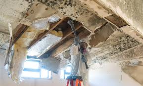 Trusted Polk City, FL Mold Removal & Remediation Experts